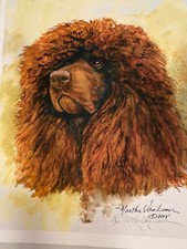 Irish Water Spaniel Limited