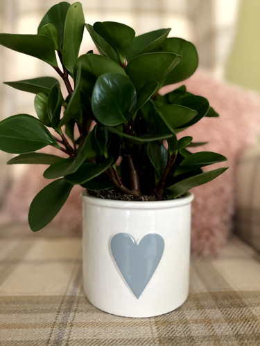 Ceramic plant pot planter - plant,
