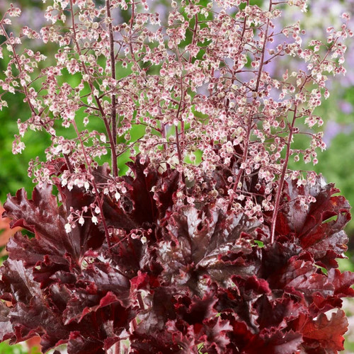 Heuchera coral bells melting - coral,