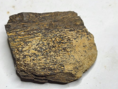 Genuine sauropod dinosaur bone - sauropod,