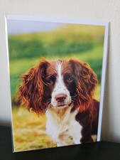 Springer Spaniel Birthday Card