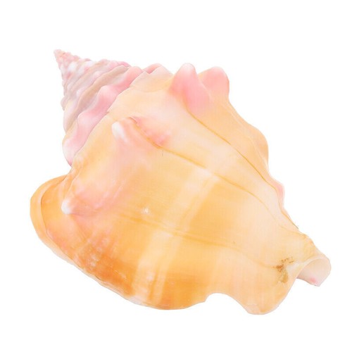 11cm sea conch shell - 8‑11cm,