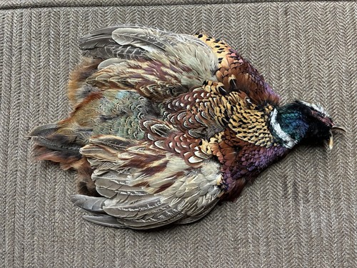 Rooster ringneck pheasant skin - rooster,