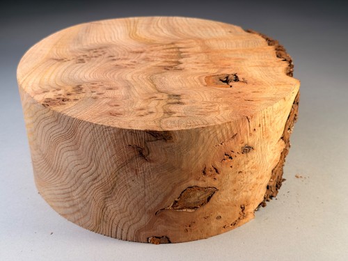 Amazing large burr - burr, elm