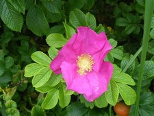Roses hedging rosa - 6, rubra