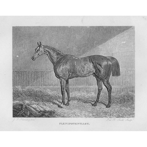 Plenipotentiary racehorse - plenipotentiary,