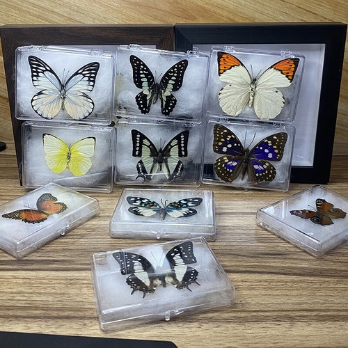Real papilio butterfly - real,