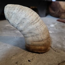 Fossilised Ammonite Part, 10cm Cretaceous Cleoniceras, Fossil Shell