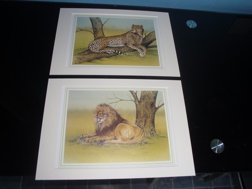 Mounted big cat prints - mounted,