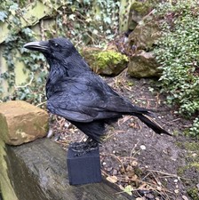 🎃 Taxidermy CROW Not raven
