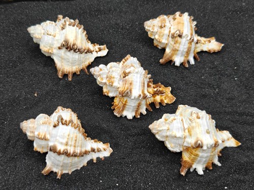 Hermit crab shells homes - crab,