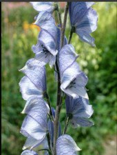 Aconitum Stainless Steel