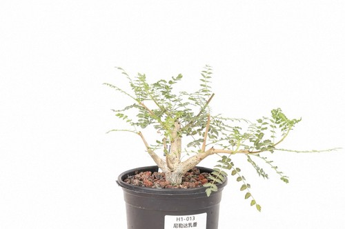 Pot 12cm raresucculent - 12cm, plant