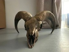 Sheep Skull Ornament - 3D