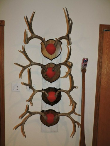 Mule deer mounts taxidermy - deer,