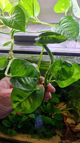 Small global green - small,