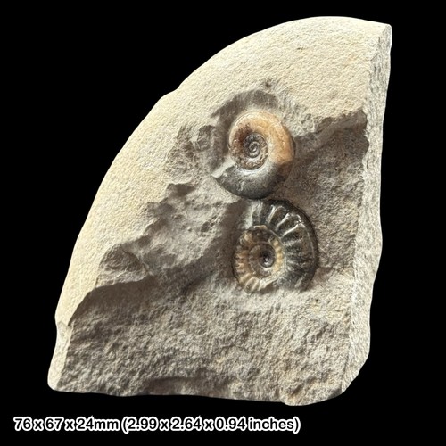 Arnioceras and promicroceras - and,