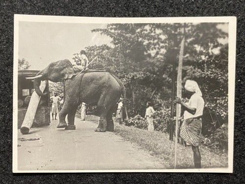 Sri lanka elephant logging - lanka,