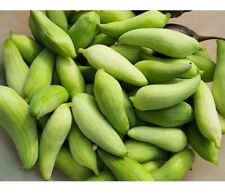 Genuine Achocha Bolivian Giant, Bangladeshi Asian Potol Pointed Gourd 10  seeds 