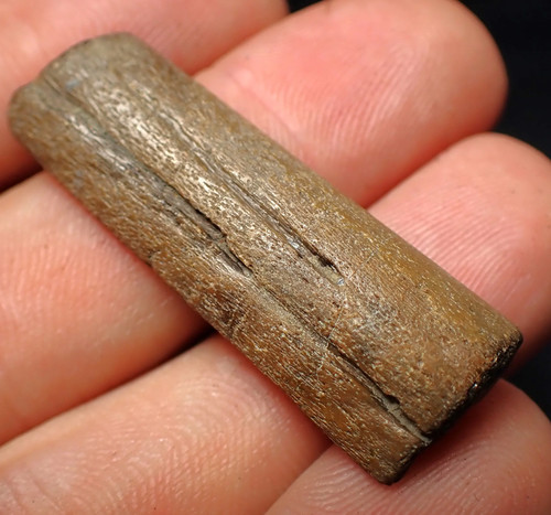Fossil ichthyosaur jaw bone