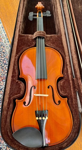 Viola stentor student 13 - student, st