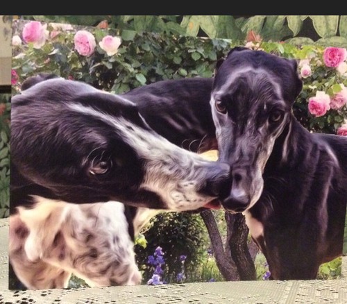 Greyhound lurcher - ,greyhound, ,