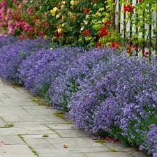 Lavender Hidcote Hedging