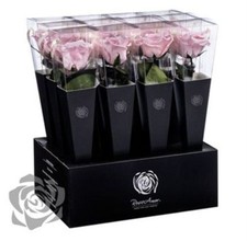 Preserved Rosa Lori Stems Pin