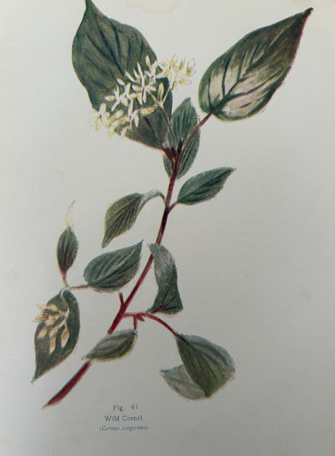 Antique botanical print - antique, wild