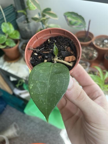 Hoya parasitica black margin - hoya,