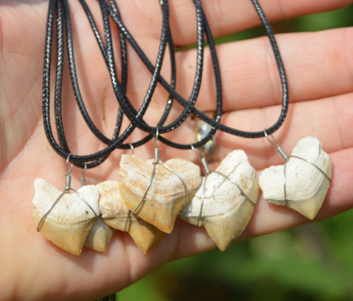 Amazing best value real fossil - amazing,