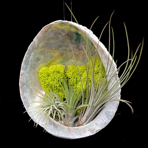Air plant hanging garden