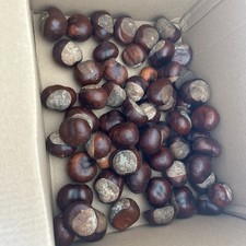 Conkers Horse Chestnuts Spider Repellent, 60-Pack