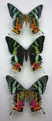 Chrysiridia rhipheus trio - rhipheus,