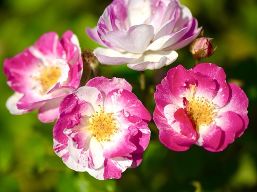 Falling love poppy 5000x - love,