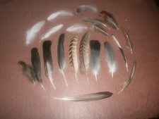 20 Natural Birds Feathers FREE