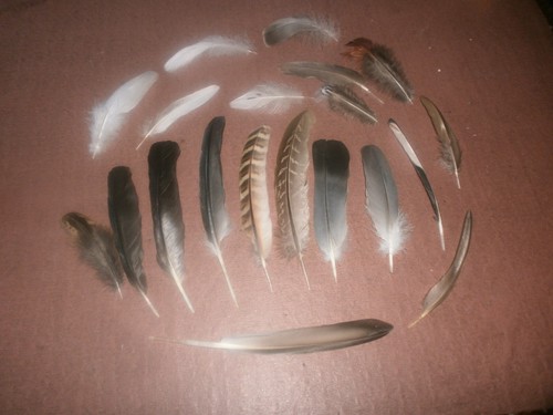 Natural birds feathers free - 20,