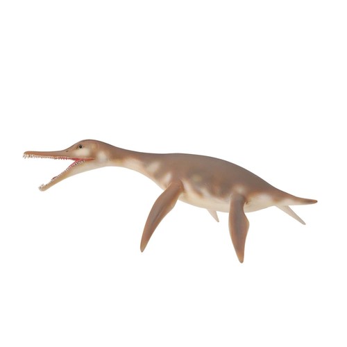Collecta dolichorhynchops - collecta,