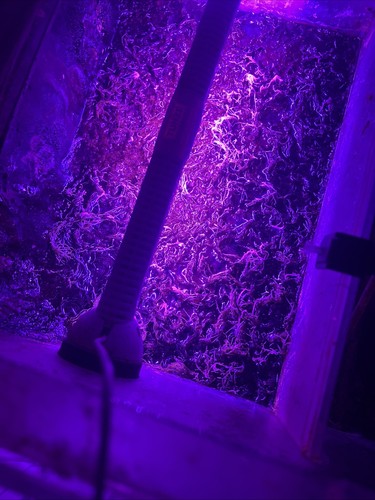 Chaetomorpha - chaetomorpha, (chaeto)