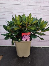 4.5 Litre Rhododendron Goldflimmer  Purple Garden Plant Established Shrub