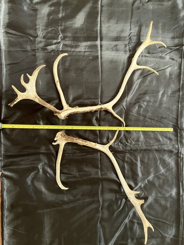 Genuine reindeer antlers - reindeer,