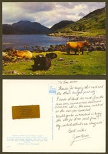 Argyll, Highland Cattle by