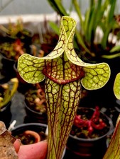 Sarracenia Seed Grown Hybrid (carnivorous pitcher plant)