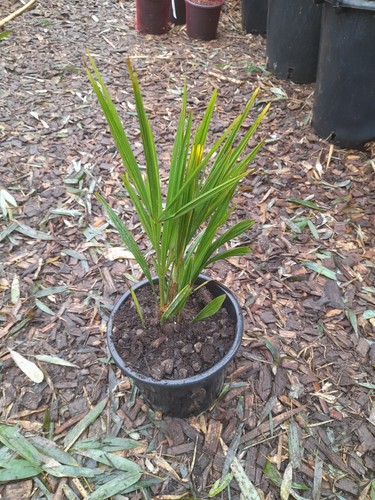 Fan palm chamarops - palm, 3l