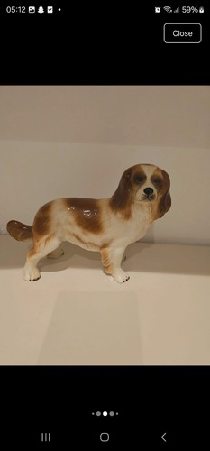 King charles spaniel - charles, dog