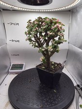 Portulacaria Afra Elephant