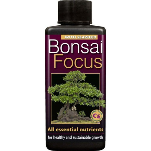 Bonsai focus plant - plant, food