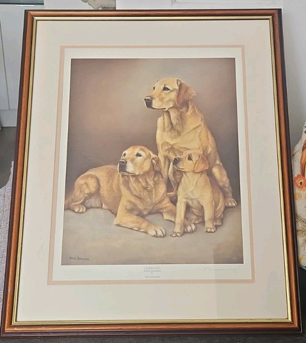 Generations golden labradors - golden,