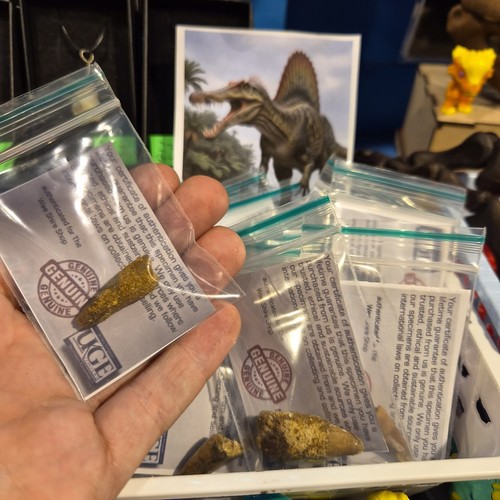 Inch spinosaurus tooth - 1,