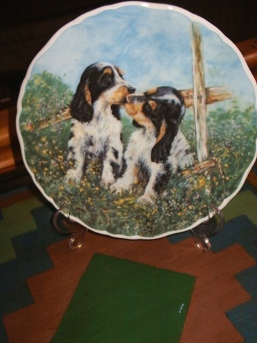 Springer spaniels royal - springer,
